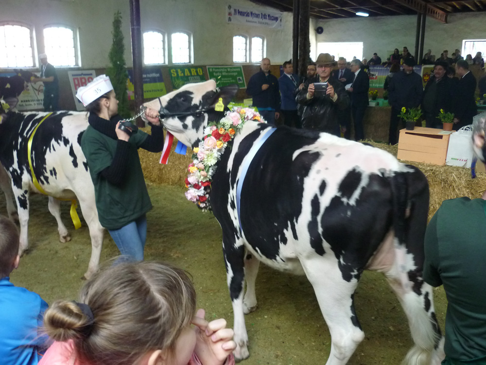 Konkurs dojenia sztucznej krowy cieszył się dużym zainteresowaniem