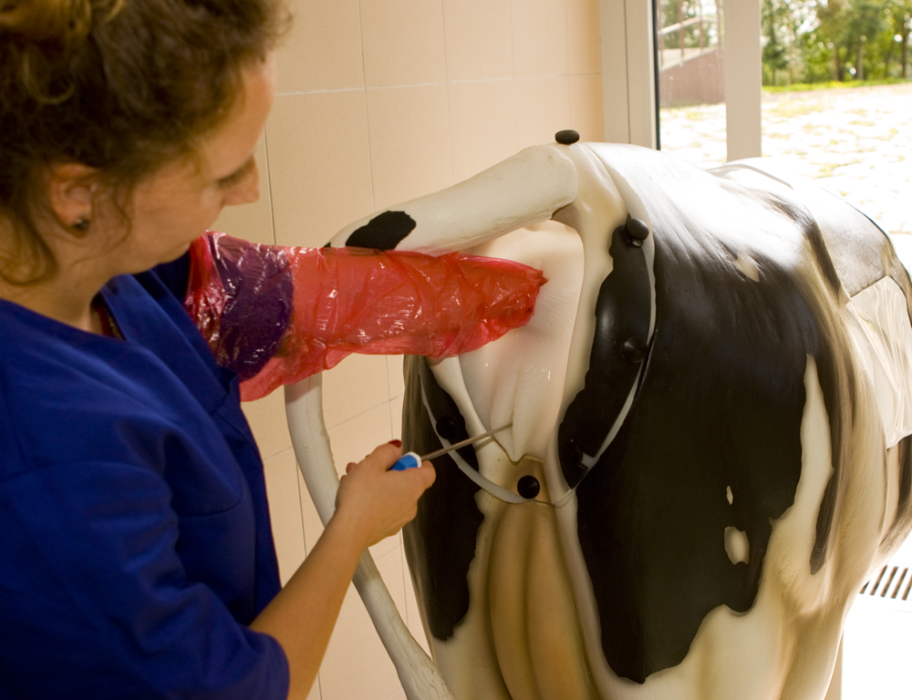 nauka inseminacji na fantomie krowy