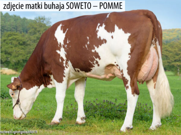 Nasienie buhaja SOWETO
